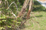 Cogongrass